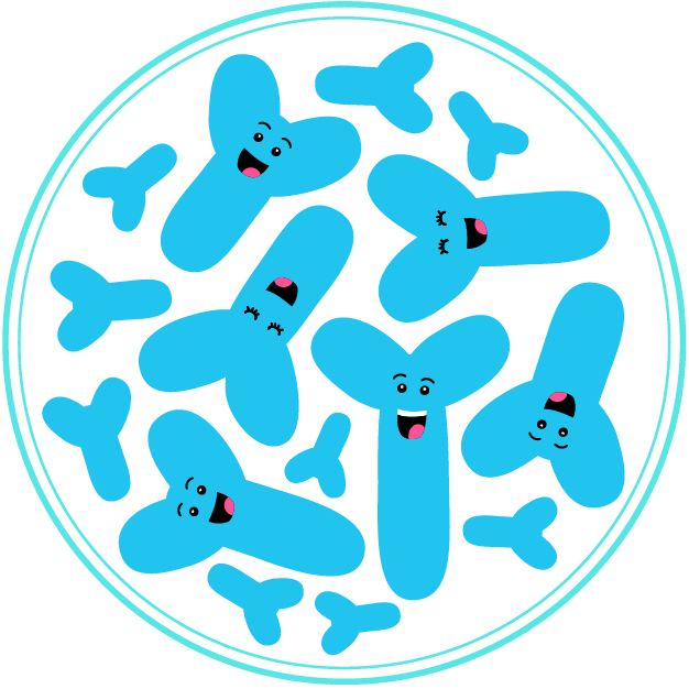 Probiotic Bacteria - Bifidobacterium Probiotic Bacteria - Bifidobacterium